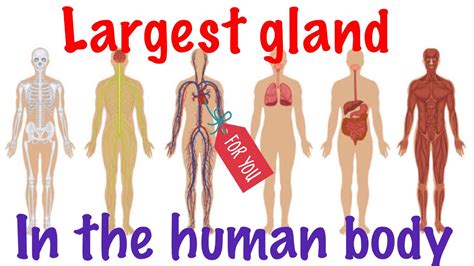 Largest organ in the human body - YouTube