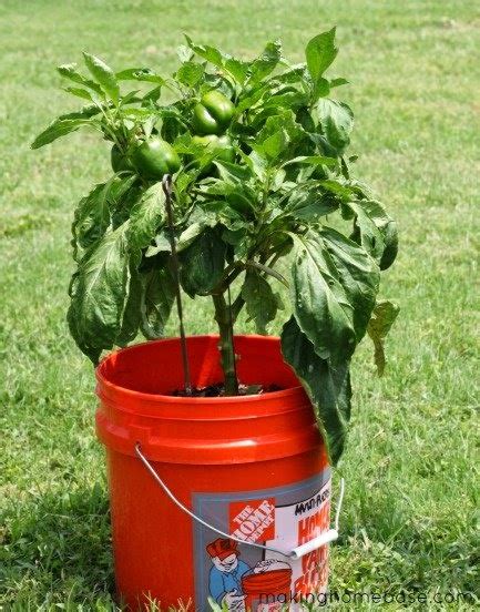 Transplanting Pepper Plants | Vegetable Garden Blog