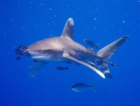 Tubarões e Raias (classe Elasmobranchii) · BioDiversity4All