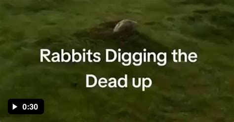 Rabbit of Caerbannog - 9GAG