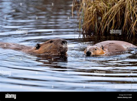 Two beavers swimming and feeding in the water of their beaver dam Stock Photo - Alamy