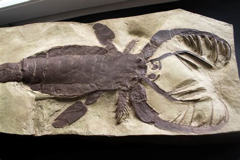 High quality model - full size Fossil sea scorpion - Mixopterus kiaeri - 79 cm - Catawiki