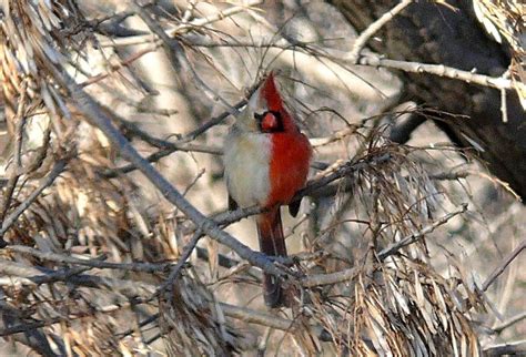 Bird of the Month: Gynandromorphic Birds — Audubon Society of Northern ...