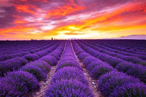 sunset | Lavender fields france, Scenery, Lavender fields