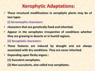 Xerophytes | PPT