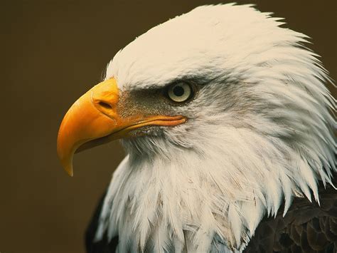 Fascinating Facts about Bald Eagles You Might Not Know | Flipboard