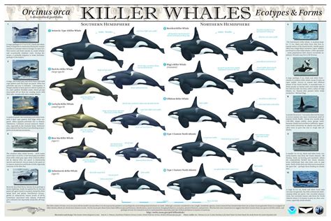 Are there actually several species of killer whales? - Baleines en direct