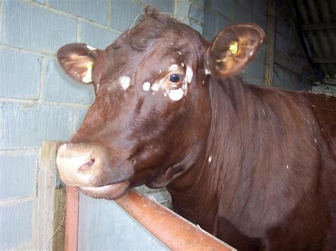 Ringworm Treatment For Cows - All About Cow Photos