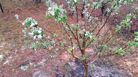 Multi graft apple tree bloomin guerrilla gardening - YouTube