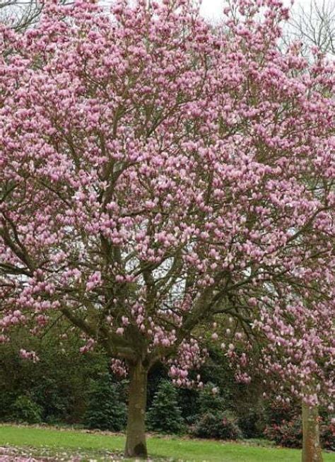 Facts About the Tulip Magnolia Tree - StumpBustersLLC