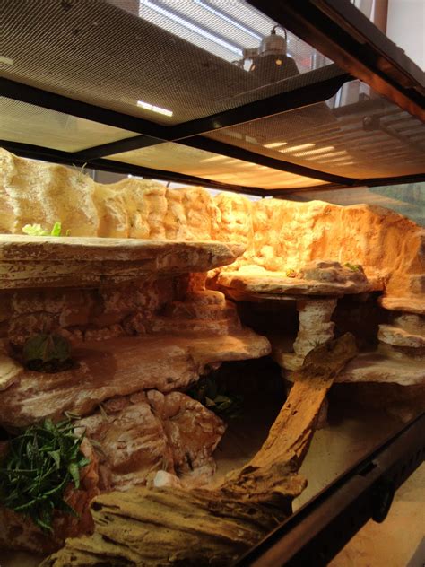 Uromastyx viv background build PIC HEAVY - Reptile Forums | Reptile habitat, Bearded dragon ...