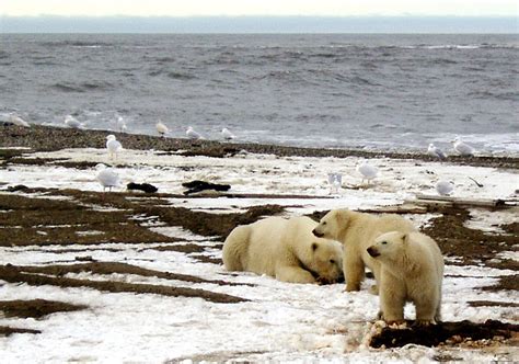 Polar bears’ switch to land foods showing up in lowered mercury levels – Eye on the Arctic