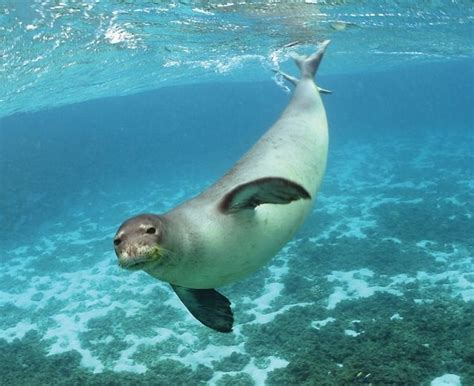 The Caribbean Monk Seal was the only known seal which was native to the ...