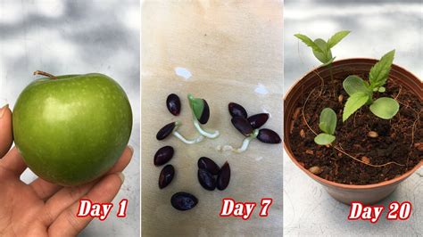 How to grow apples from seeds, sprout after 7 days - YouTube
