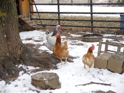 Murray McMurray hatchery??????? | Page 22 | BackYard Chickens - Learn How to Raise Chickens