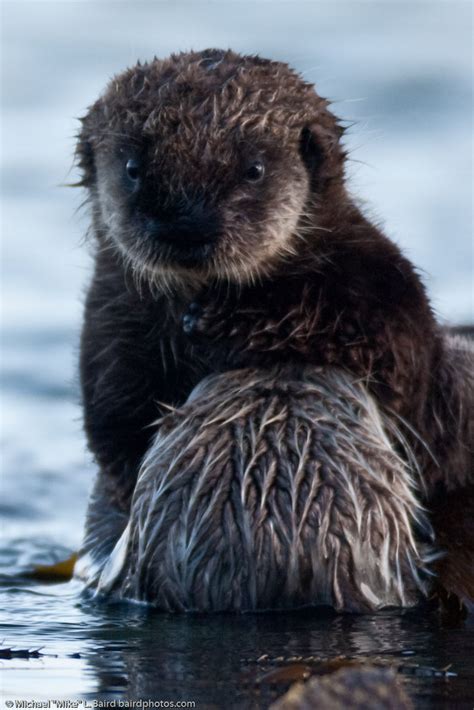 4 of 9 Sea Otter (Enhydra lutris), female, marine mammal, … | Flickr