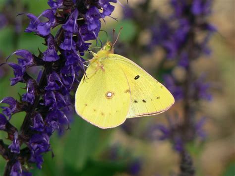 Clouded Sulphur Butterfly