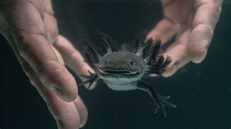 Why Is My Axolotl Not Eating? The Best Foods For An Axolotl