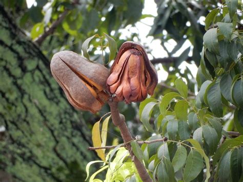 Photo of the fruit of West Indian Mahogany (Swietenia mahagoni) posted ...