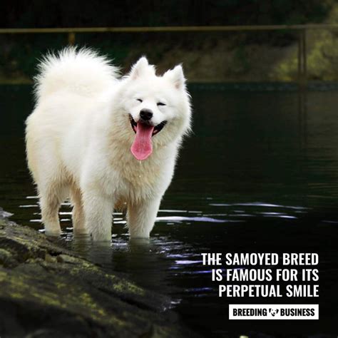 How To Breed Samoyeds – Health, Litter Size, Background, FAQ!