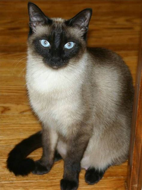 Applehead Siamese Siamese Cats Facts, Siamese Kittens, Cat Facts, Cats Meow, Cats And Kittens ...