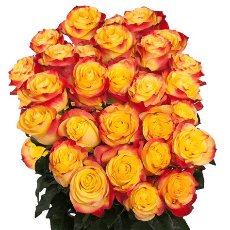 Beautiful Images Of Orange Roses