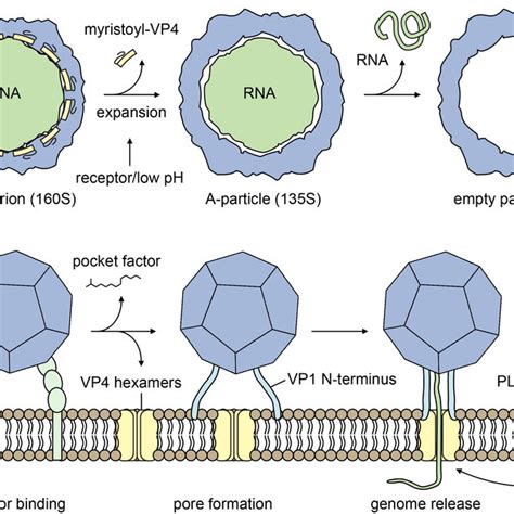 Picornavirus structure. a. Schematic representation of a picornavirus... | Download Scientific ...