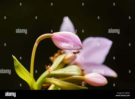 indian spring season, flowers in the garden Stock Photo - Alamy