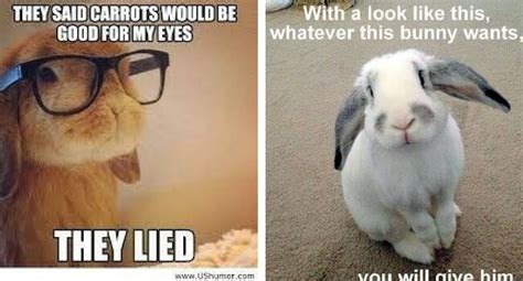 26 Bunny Memes That Are Way Too Cute For Your Screen