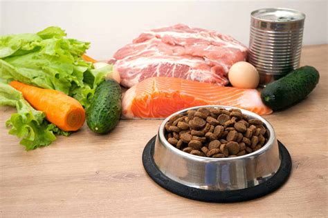 Bland Diet For Dogs: 4 Accurate Things You Need to Consider!