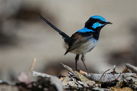 Pájaro Pequeño Emplumado Azul Y Negro De Pie · Fotos de stock gratuitas