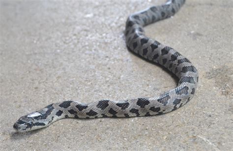 Saturdays Vintage Finds: Juvenile Western Rat Snake