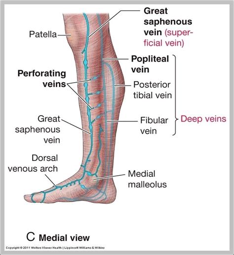 lymph nodes – Graph Diagram