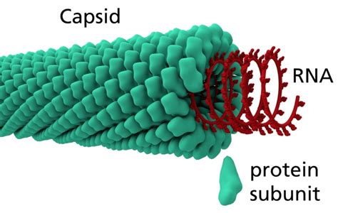 What is the Difference Between Capsid and Nucleocapsid - Pediaa.Com