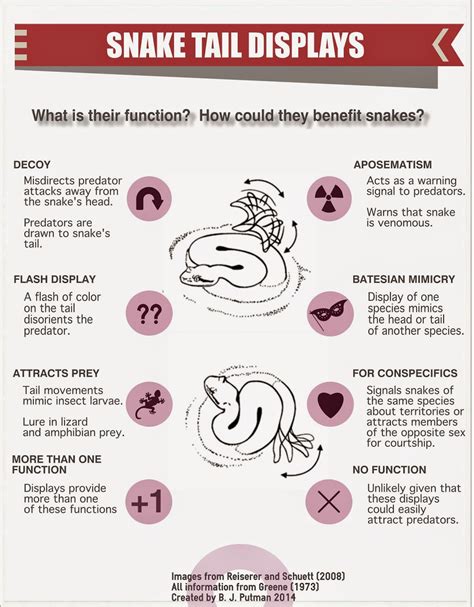 Strike, Rattle, & Roll: Many Tales of the Snake Tail