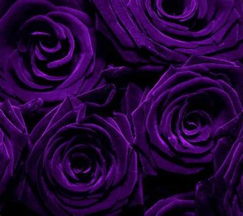 1920x1080px, 1080P free download | Purple Roses, dark flowers, purple ...