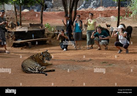 Tourists photographing chained tiger, Kanchanaburi Tiger Temple, Thailand Stock Photo - Alamy