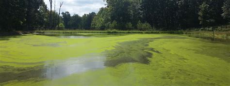 Algae Bloom | Harmful | Toxic | Pond Lake Management