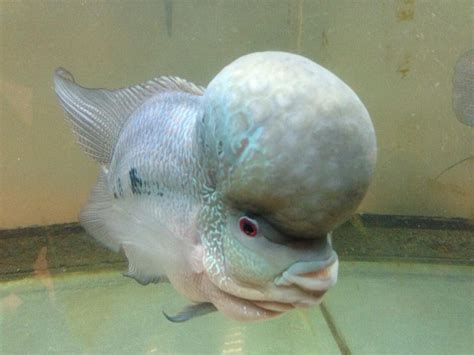 Weird Looking Fish