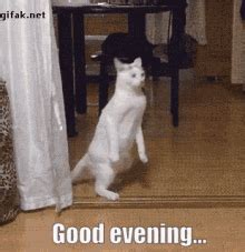 Funny Good Evening GIFs | Tenor