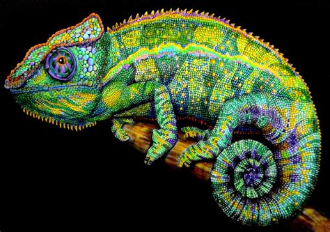 Chameleon Drawing Realistic