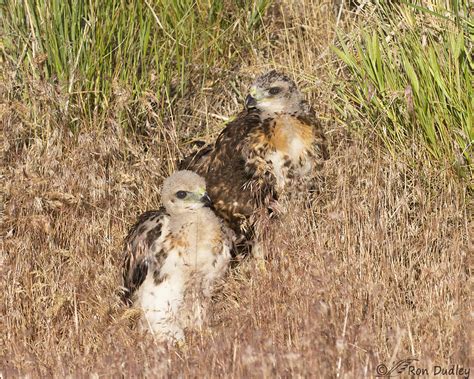 Update On The Red-tailed Hawk Chicks Whose Nest Was Blown Down « Feathered Photography