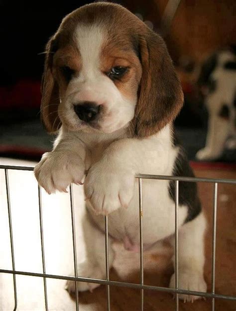 Cutest Beagle Puppy | Cute animals, Baby animals, Puppies