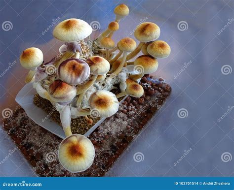 Psilocybe Cubensis, Magic Mushrooms Stock Photo - Image of psychoactive ...