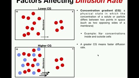 Factors that Affect Diffusion Rate - YouTube