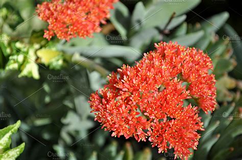 Red succulent flower featuring succulent, red, and flower | Nature Stock Photos ~ Creative Market