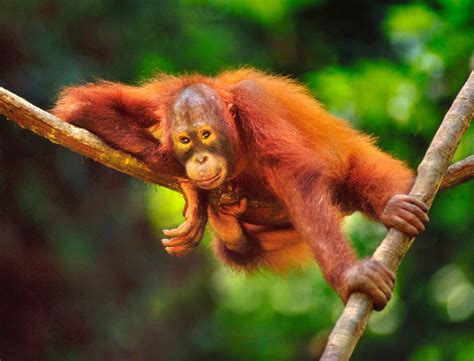 Sabah Wildlife Department Refutes Orangutan Report Findings | Newswire