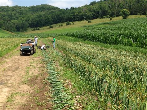 Garlic Harvest 2015. Tamarack Garlic Farm | Harvesting garlic, Garlic farm, Garlic