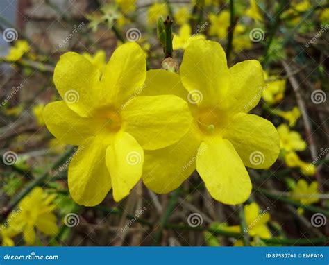 Yellow Winter Jasmine Flowers Stock Image - Image of nature, yellow: 87530761