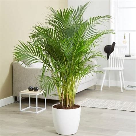 8 Amazing Areca Palm Benefits & Facts | Balcony Garden Web